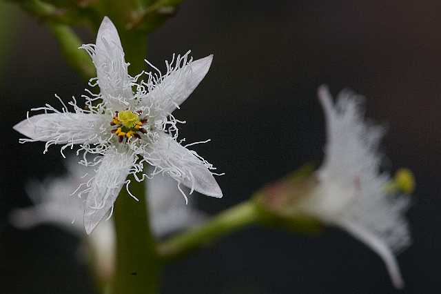 FH_VP_7669(Menyanthes trifoliata).jpg - Menyanthes trifoliata (waterdrieblad)